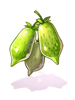 Icon of Catnip Fruit