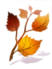 Icon of Deciduous Branch