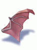Icon of Wing of Red Bat